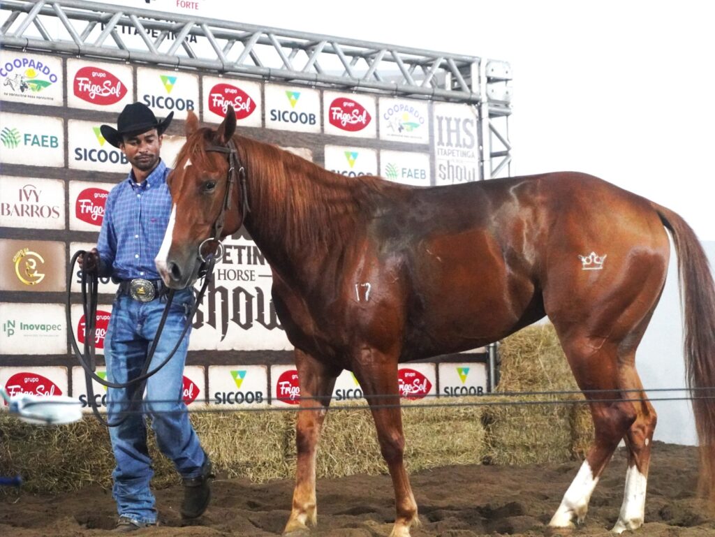 Leilão IHS Horse Show movimenta a 54ª Exposição Agropecuária de Itapetinga com genética de elite e grandes negócios 14 2a58f2c4 357c 4eb6 87a2 a0905a5ad221 - Portal Sudoeste em Foco