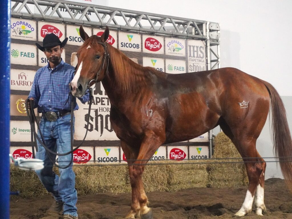 Leilão IHS Horse Show movimenta a 54ª Exposição Agropecuária de Itapetinga com genética de elite e grandes negócios 12 522291c8 4374 4aca a77d 34e94f139204 - Portal Sudoeste em Foco
