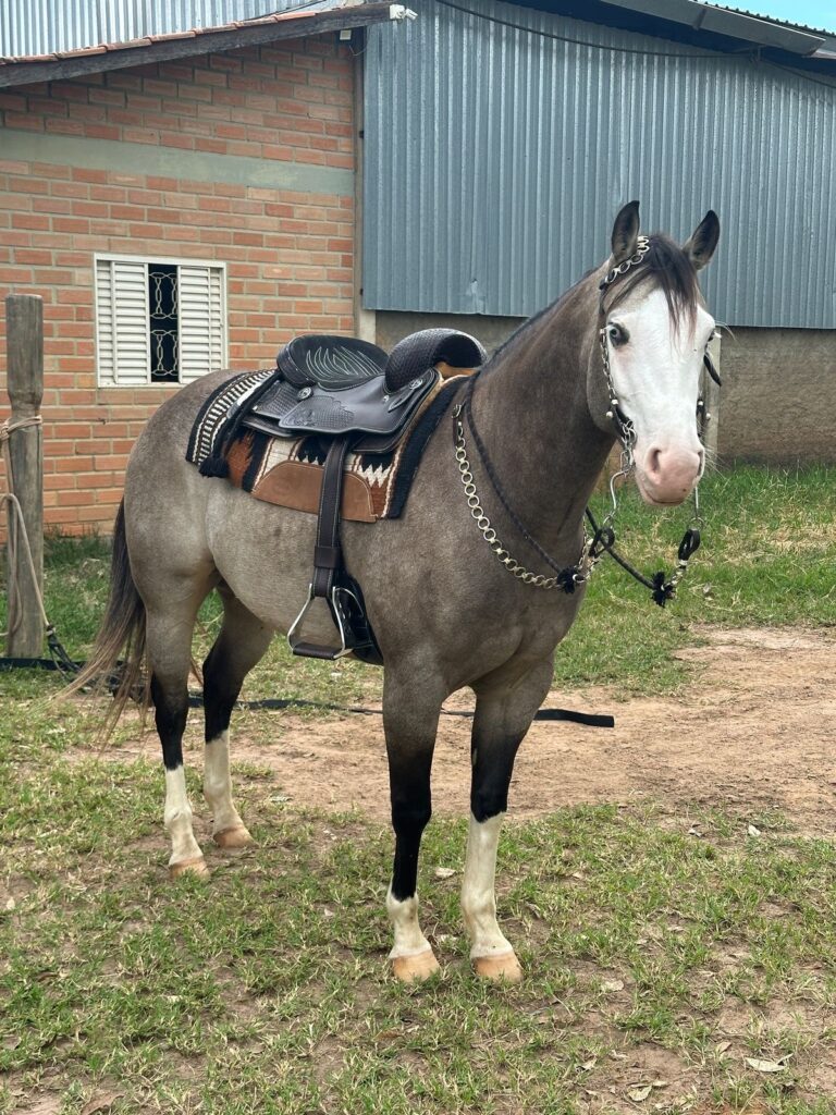 Leilão IHS Horse Show movimenta a 54ª Exposição Agropecuária de Itapetinga com genética de elite e grandes negócios 20 91dc6070 8949 4da4 8efe 12aa25a076e3 - Portal Sudoeste em Foco